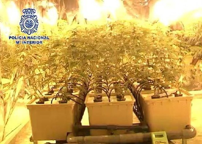 Marihuana Clan Zemun