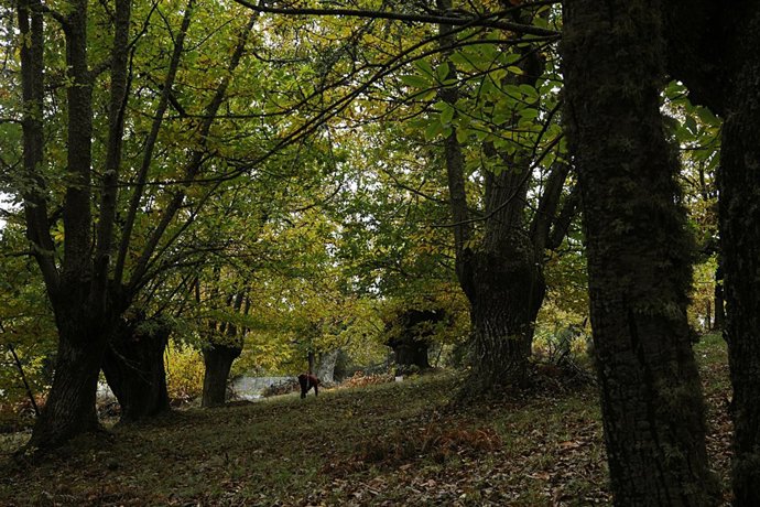 "Souto" O Plantación Centenaria De Castaños En Ourense