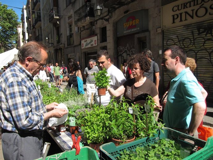 Mercadillo de plantas medicinales