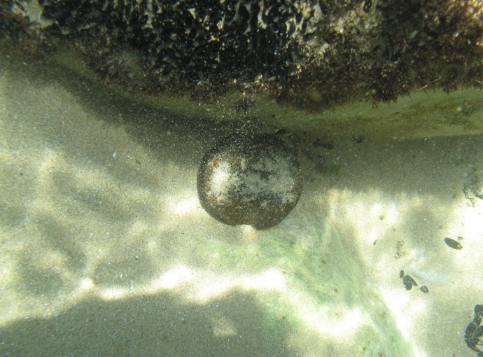 Uno de los artefactos neutralizados por buceadores de la Armada