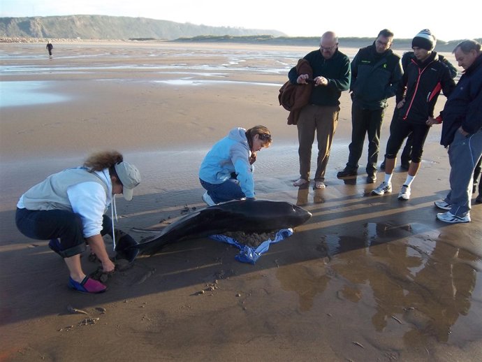 Ejemplar De 'Cachalote Pigmeo'