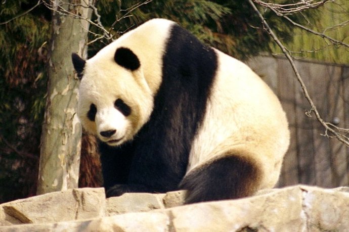 Panda gigante