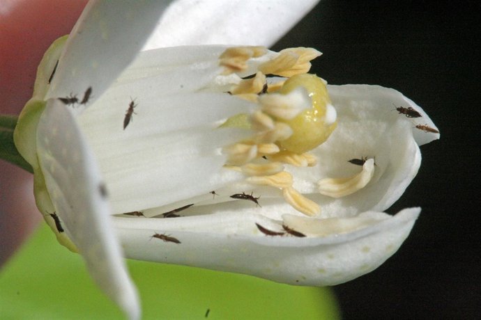 Investigadores Muestran El Potencial De Los Ácaros Contra Una Plaga En Cítricos