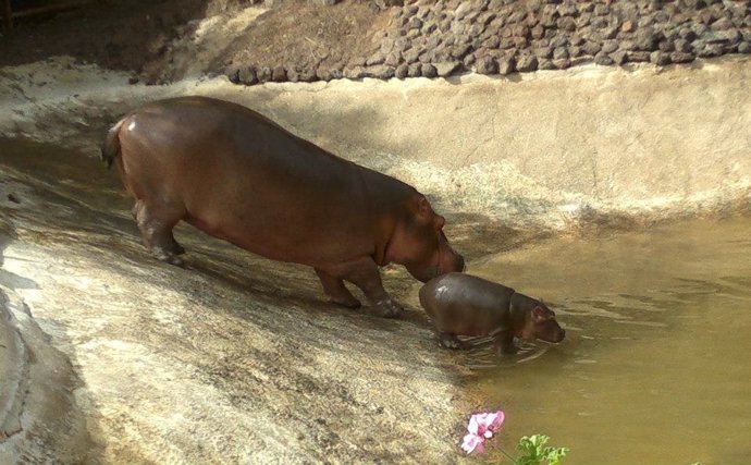 Nace un hipopótamo en el Oasis Park de Fuerteventura