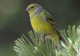 Una de las nuevas especies avistadas en el Parc del Foix