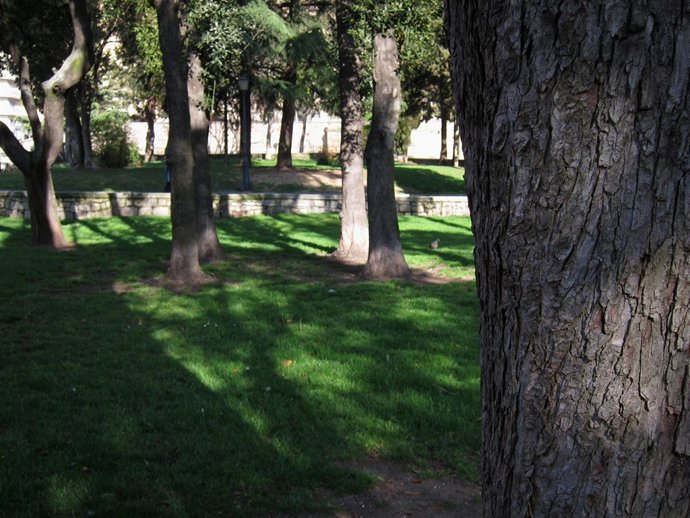  Árboles Del Campo De San Francisco En La Ciudad De Salamanca