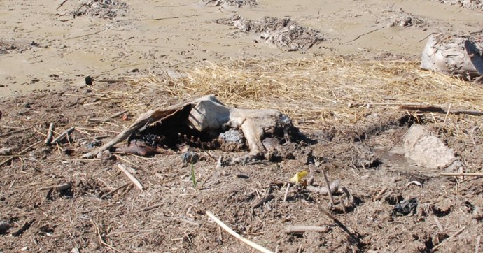 Animales muertos tras las inundaciones en Lorca