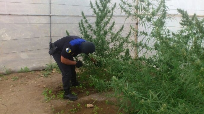 Plantación de marihuana en El Caracol, en Telde