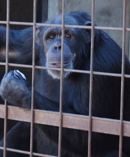 La Chimpancé Antes De Su Traslado