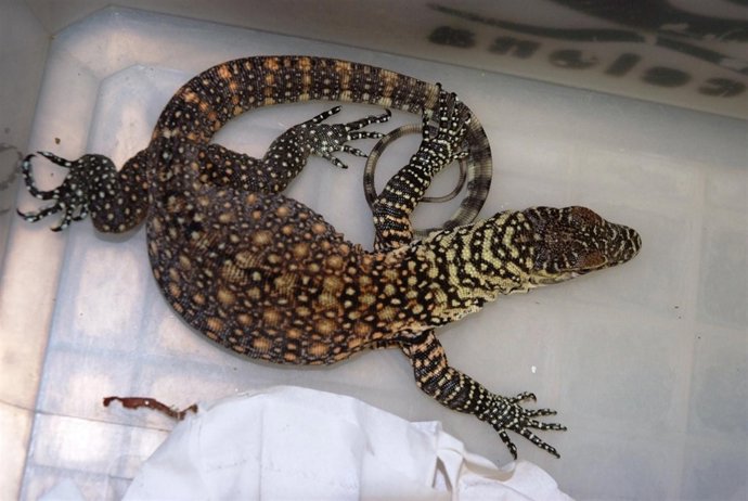 La primera cría de dragón de Komodo del Zoo de Barcelona