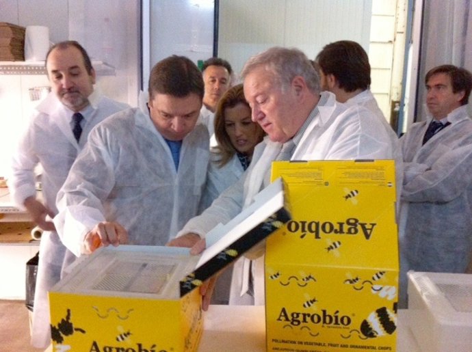 Planas observa los abejorros en la empresa Agrobio