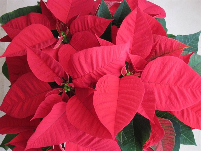 Ponsetia, planta de Navidad