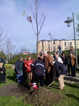 Plantación del árbol