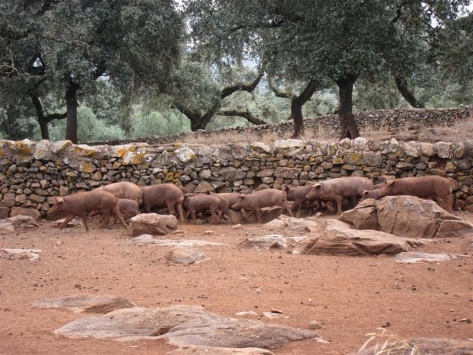 Cerdo Ibérico