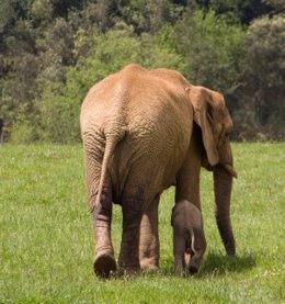 Elefante Cabárceno