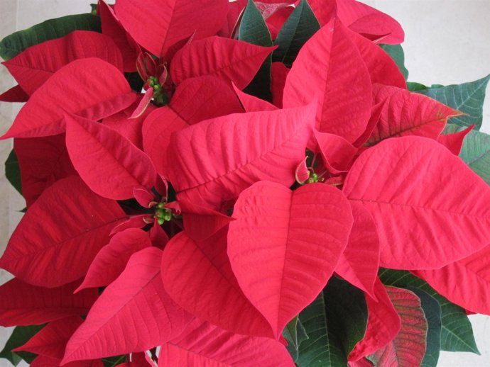 Ponsetia, planta de Navidad