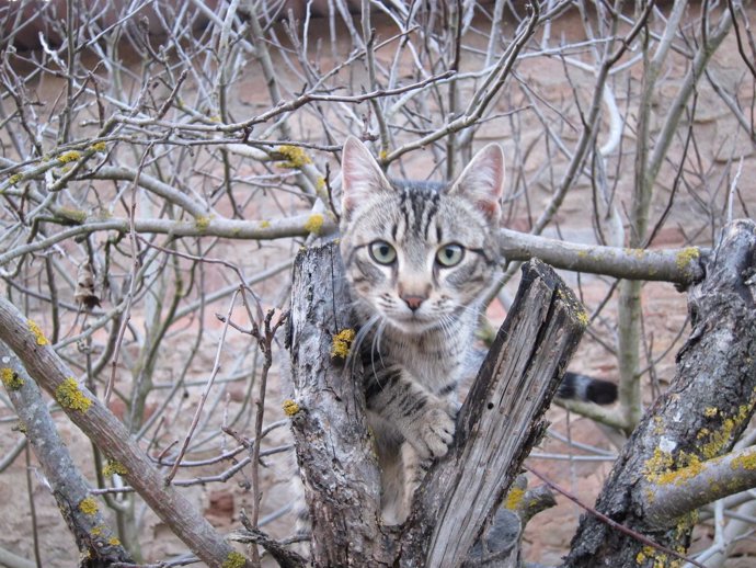 Gato, Gatos, Mascota, Felino, Animal De Compañía