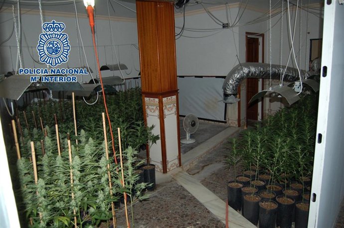 Plantación de Marihuana