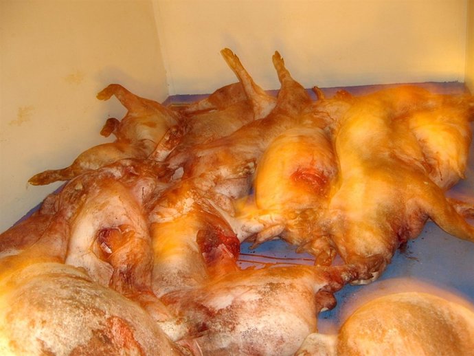 Cinco detenidos por el robo de cerdos