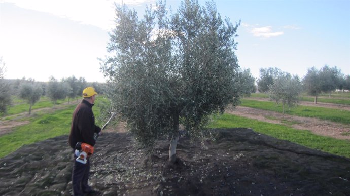 Vareo del olivo madrileño