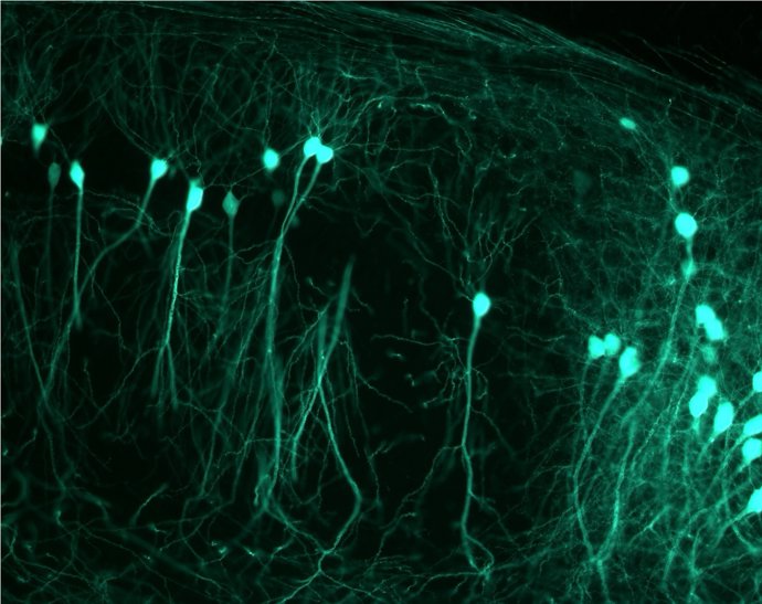 Estudio sobre los mecanismos del cerebro para generar recuerdos