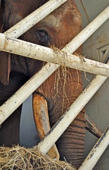 Pambo llega a Bioparc