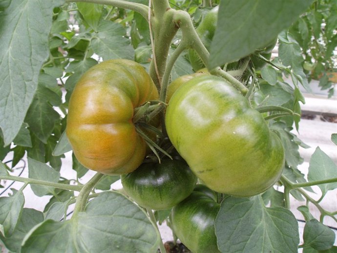 Tomate Tipo Marmande       