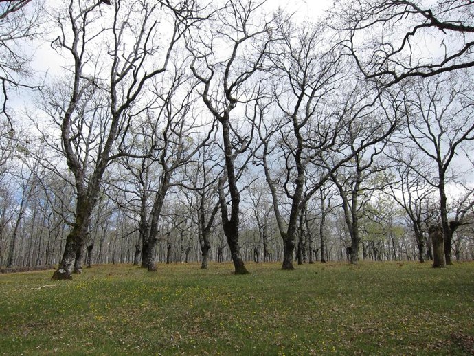 Bosque De Árboles, Robles
