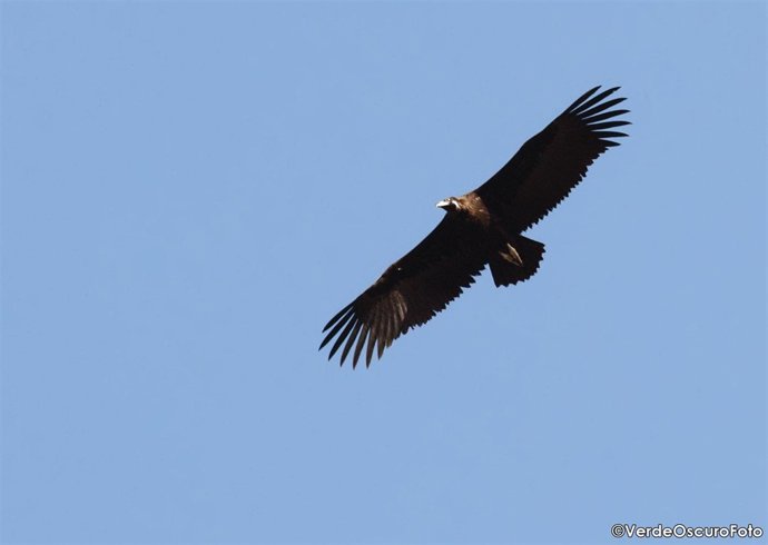 Primer Buitre Negro En Valencia Desde 1984