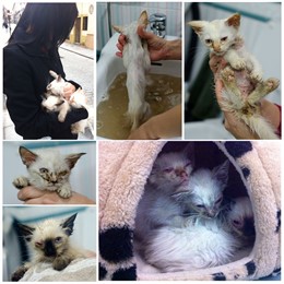 Gatos callejeros acogidos por el Arca de Noé