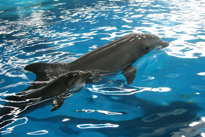 Delfín nacido en el Zoo de Barcelona