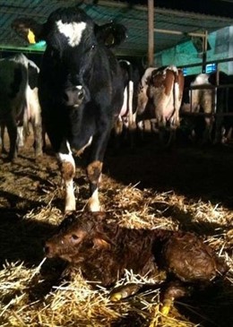 Imagen de la ternera 'Fuensanta'