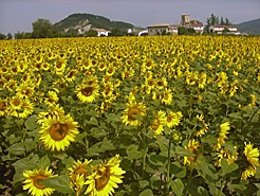 Campo de girasoles.
