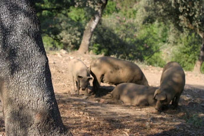 cerdos ibéricos de pata negra en la serranía de Huelva