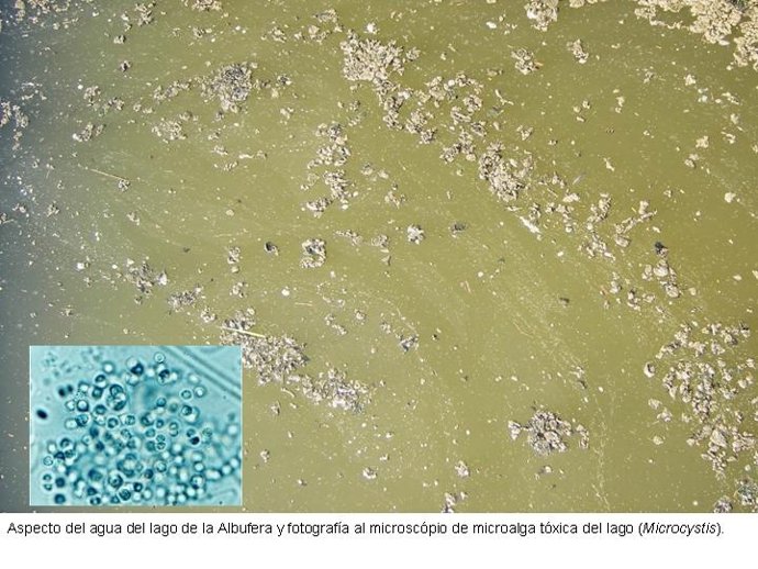 Algas de l'Albufera
