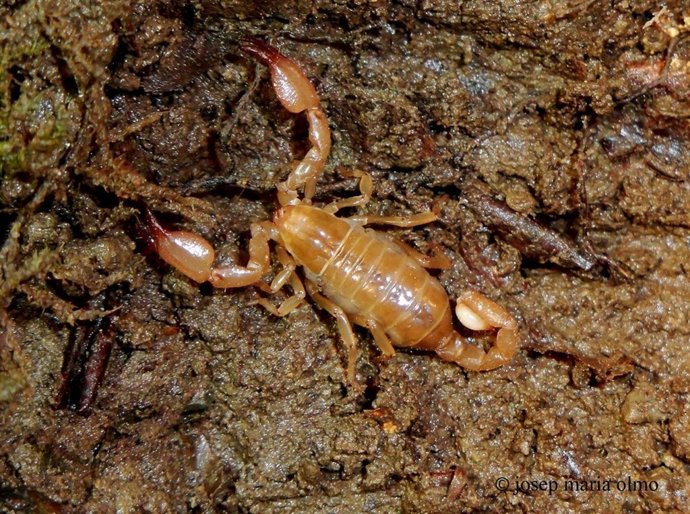 Escorpión ciego 'Belisarius xambeui'