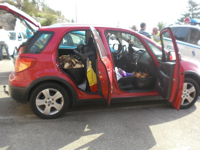 Decomiso En Combarro De 266 Kilos De Vieira Ilegal