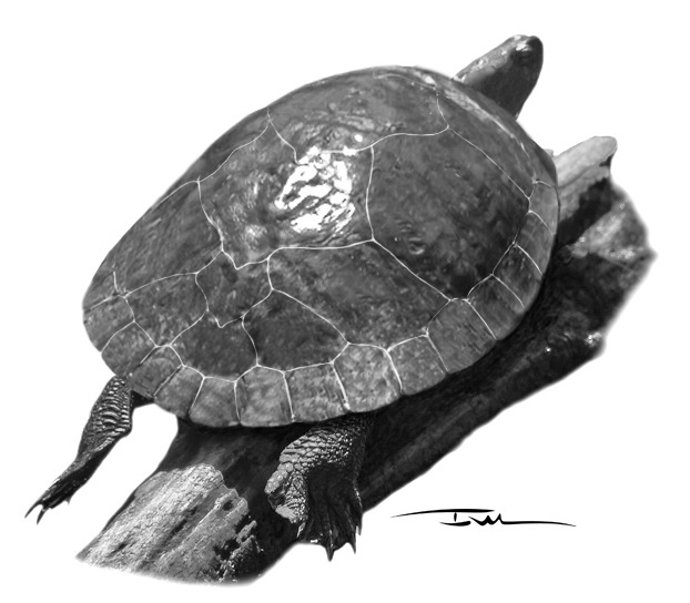 Tortuga Larachelus morla