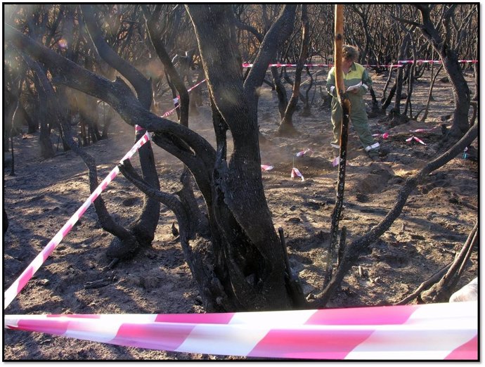 Zona Afectada Por El Incendio De La Gomera