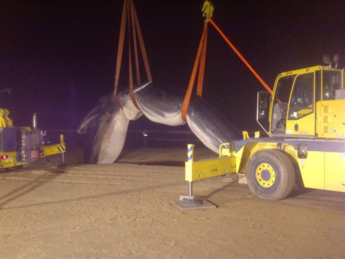 Traslado de la ballena varada en San Sebastian