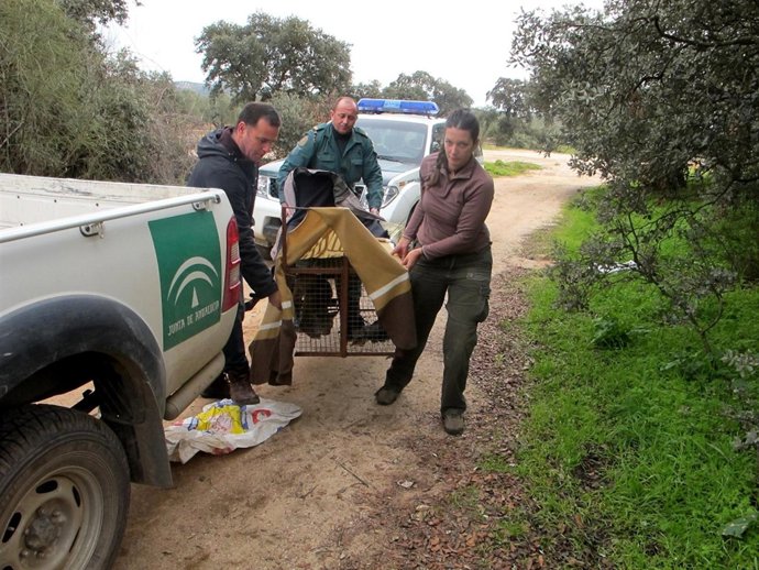 Miembros del Seprona y Life se disponen a soltar al lince atrapado en una nave.