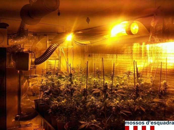 Plantación de marihuana en un piso de Figueres (Girona)