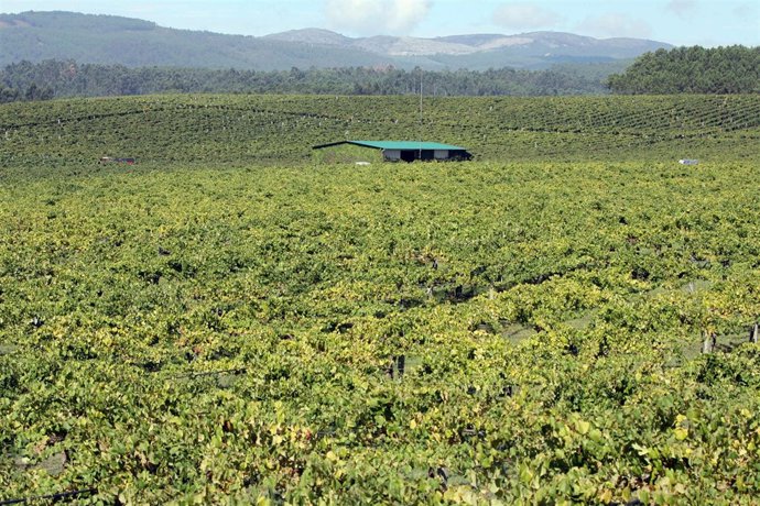 Vendimia en As Rías Baixas