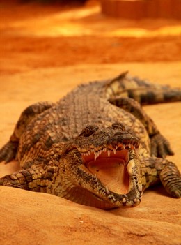 Cocodrilo