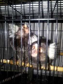 Monos titi incautados