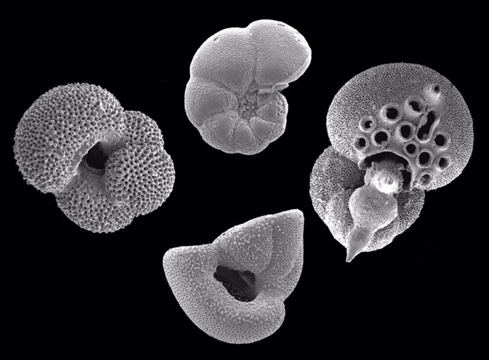 Distintos ejemplares de plancton marino vistos al microscopio
