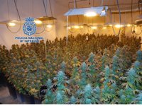 Detenidos tres jóvenes en Motril acusados de instalar un invernadero de marihuana en una habitación