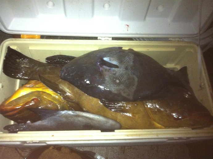 Pescado intervenido