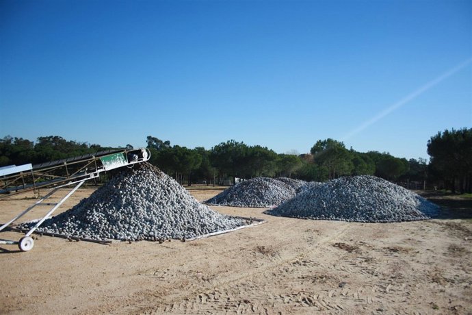 Acopio de piñas incautada por la Policía Autonómica. 