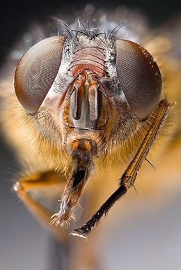 Macrofotografía de un insecto